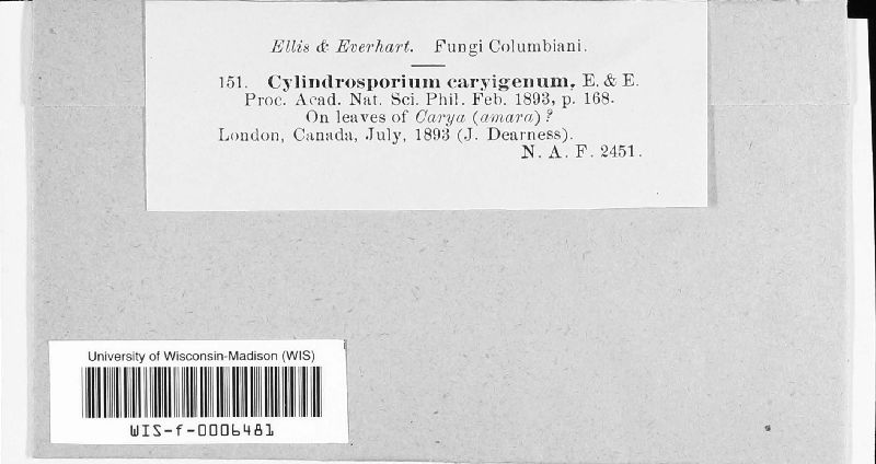 Mycosphaerella caryigena image